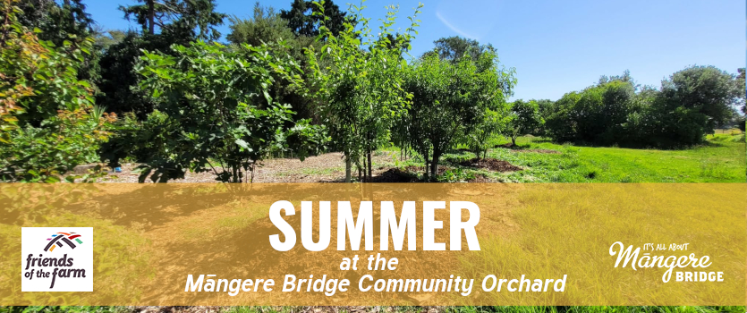 Summer at the Māngere Bridge Community Orchard Working Bee