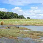Māngere Kayak Day 2022 a success