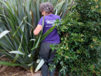 Mangere Bridge Community Orchard Apr 2023 - Flax