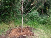 Mangere Bridge Community Orchard Apr 2023 - NewTree