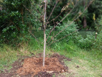Mangere Bridge Community Orchard Apr 2023 - NewTree
