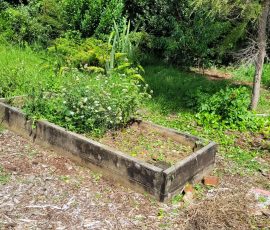 2026 Begins at Māngere Bridge Community Orchard Working Bee